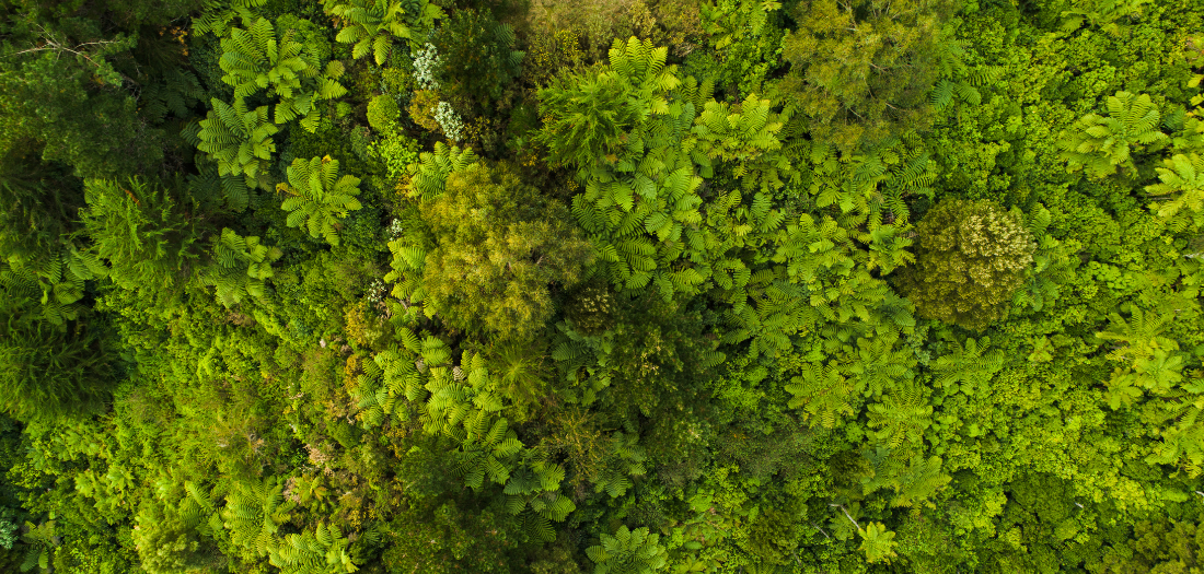 green trees forest